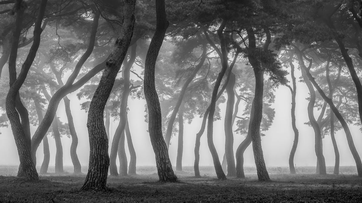 Foggy morning Poster och Canvastavla