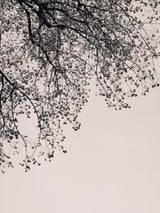 Branches against the sky Poster och Canvastavla