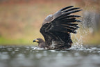 White-tailed eagle Poster och Canvastavla