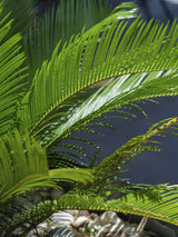 palm leaf Poster och Canvastavla