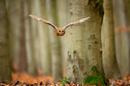Tawny Owl Poster och Canvastavla