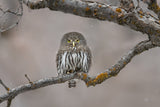 Little guy in the snow Poster och Canvastavla