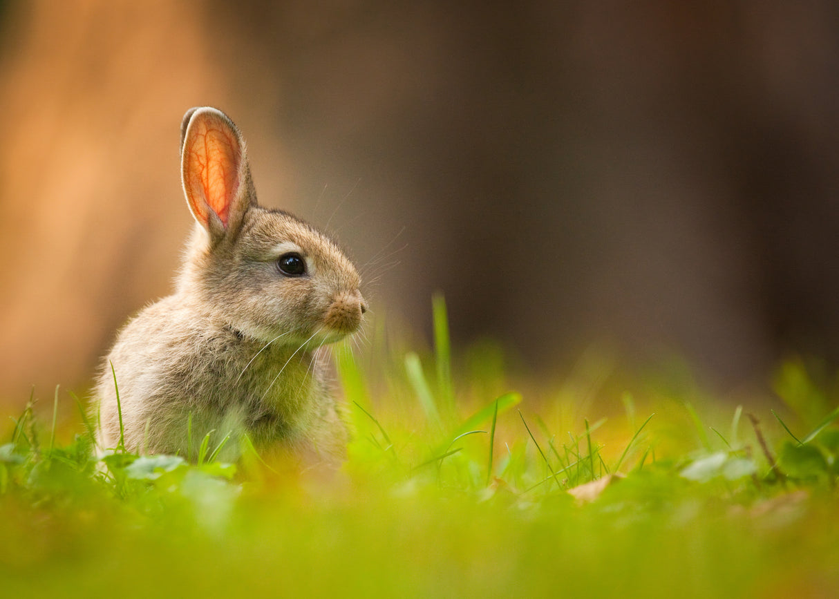 Rabbit Poster och Canvastavla