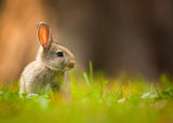 Rabbit Poster och Canvastavla