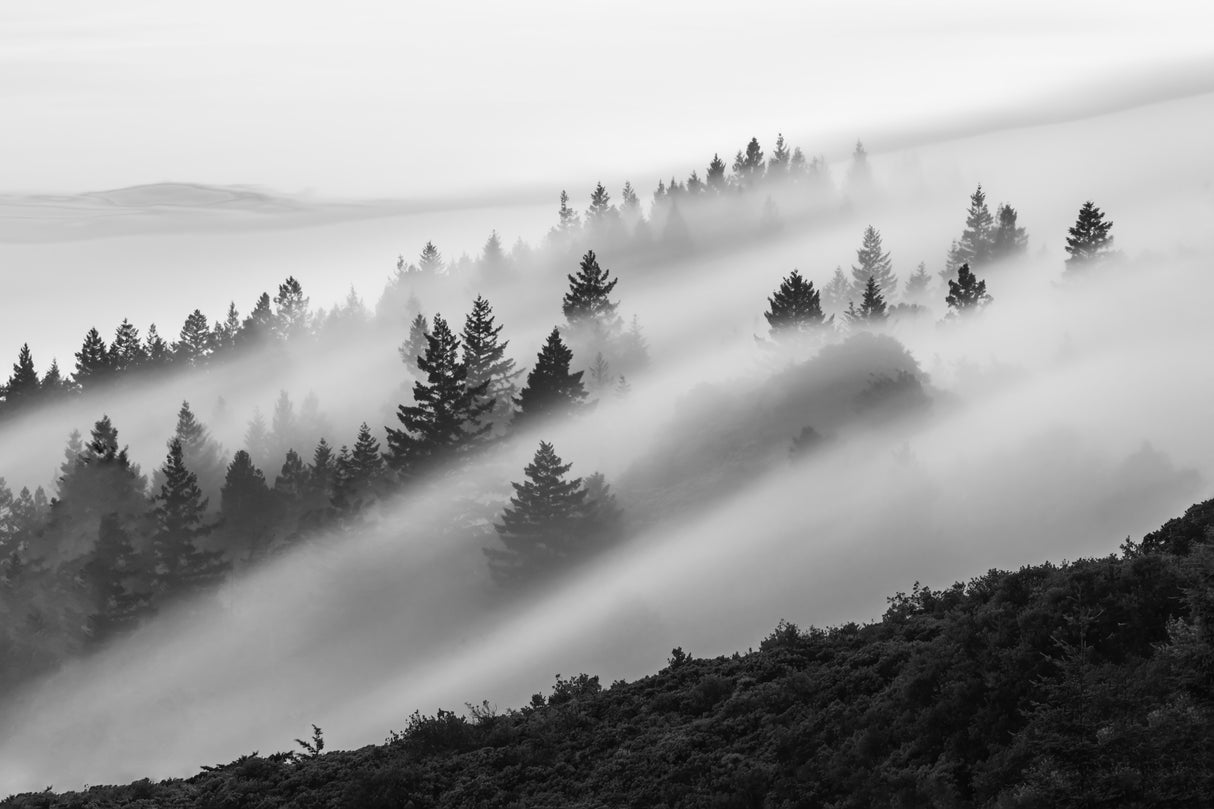 Flowing Fog Poster och Canvastavla