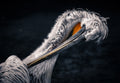 Plumage care Poster och Canvastavla