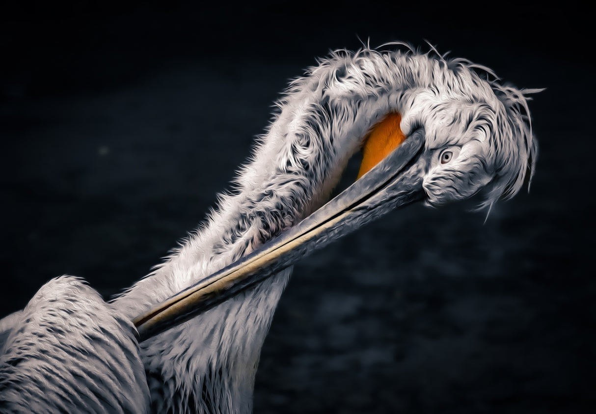 Plumage care Poster och Canvastavla