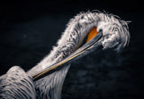 Plumage care Poster och Canvastavla