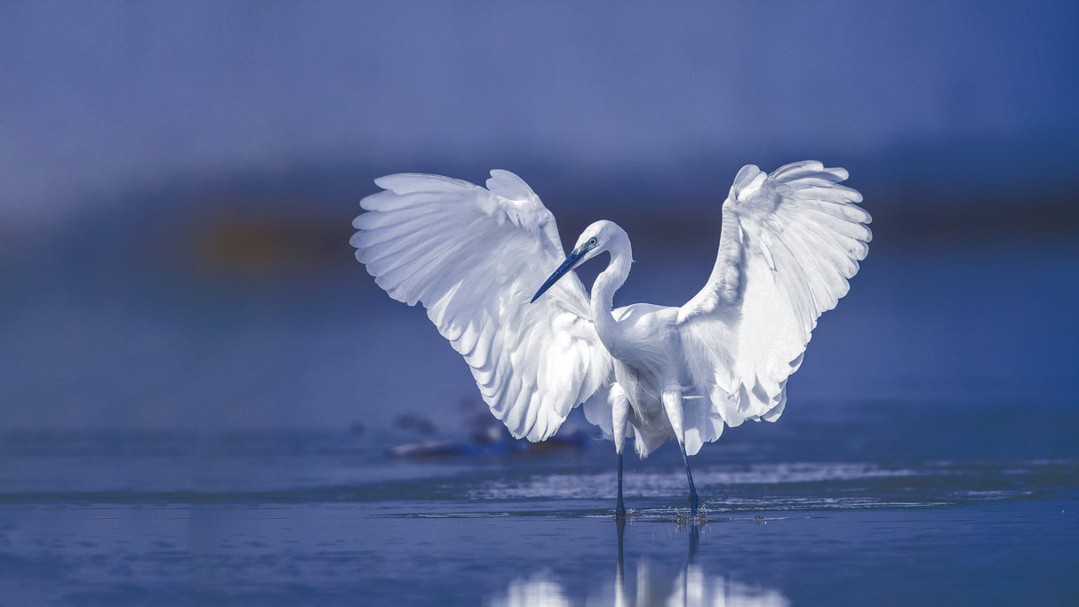 Little egret Poster och Canvastavla