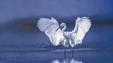 Little egret Poster och Canvastavla