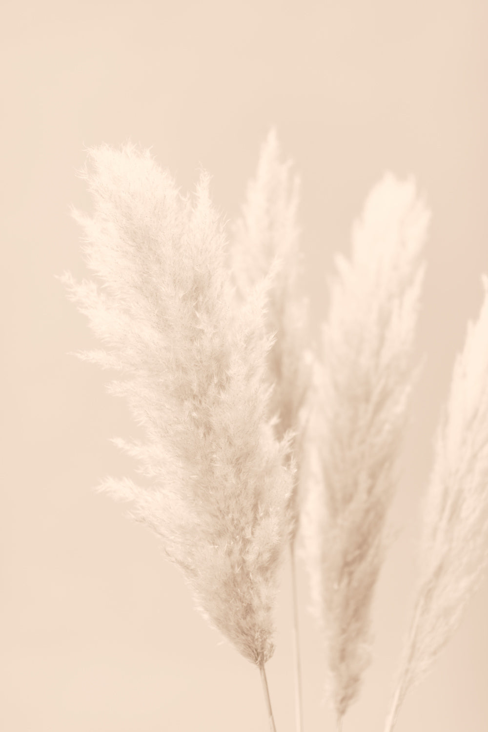 Pampas Grass Beige 02 Poster och Canvastavla