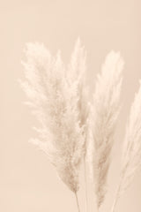 Pampas Grass Beige 02 Poster och Canvastavla