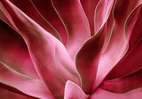 Agave Abstract in Autumn 2023 Poster och Canvastavla