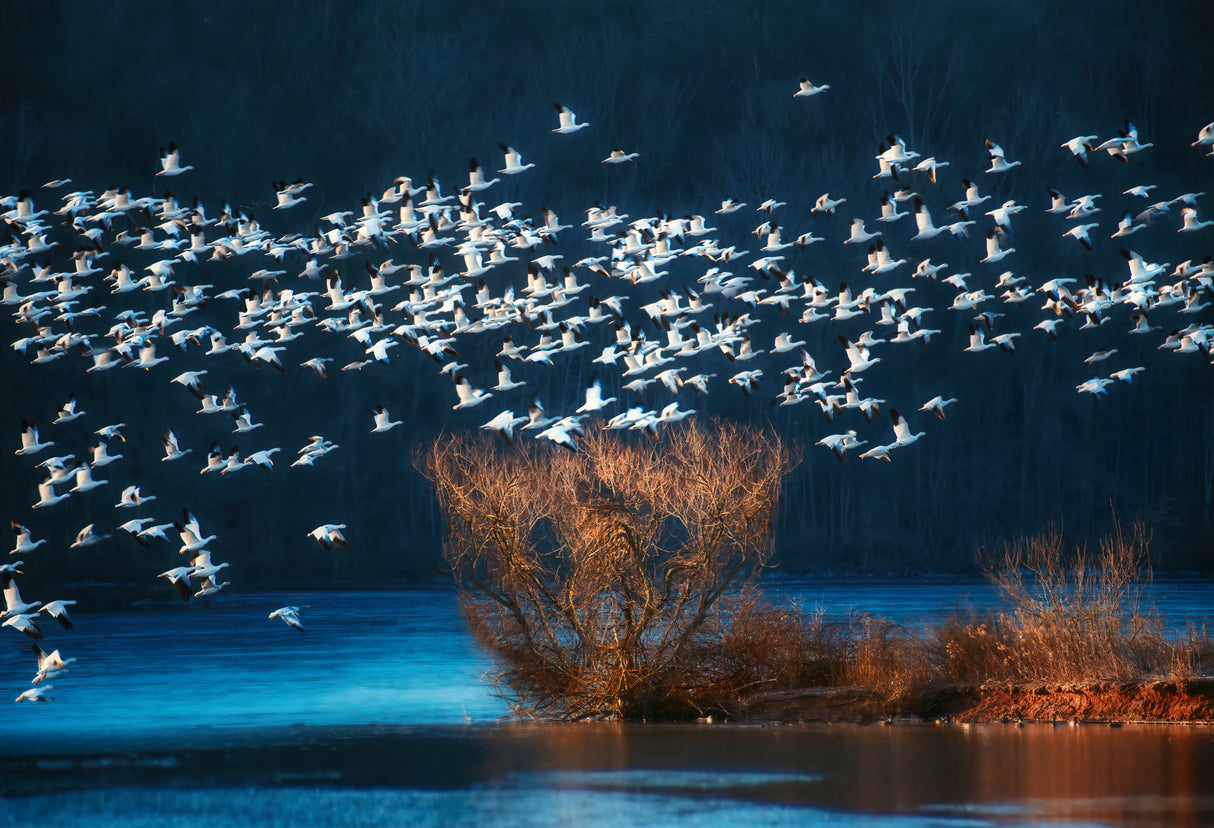Snow Geese Migration Poster och Canvastavla