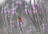 Butterfly in the morning light Poster och Canvastavla