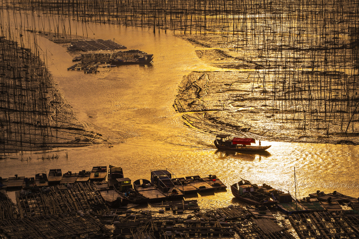 Oyster Beds Poster och Canvastavla