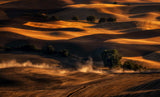 Palouse Wheat Field In August Poster och Canvastavla