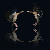Egyptian geese Poster och Canvastavla