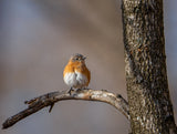 Eastern bluebird Poster och Canvastavla