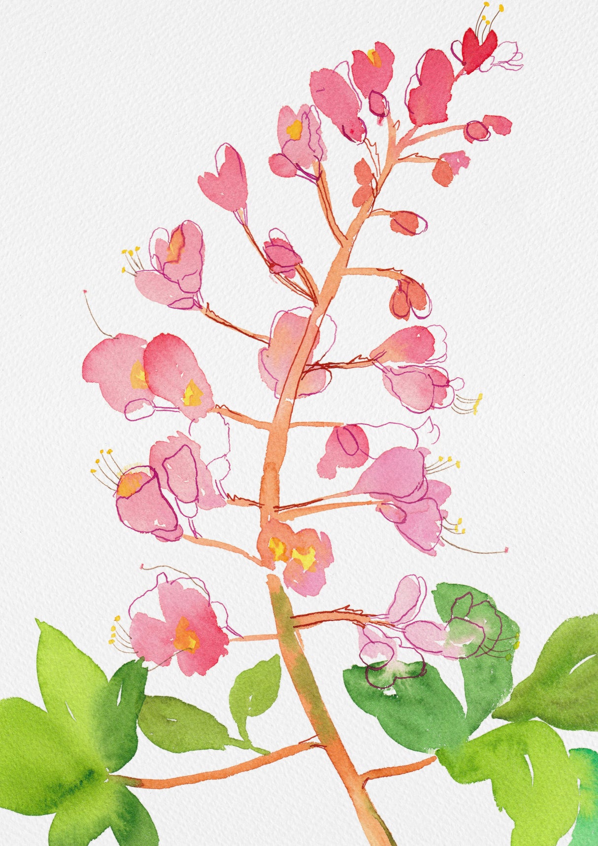 Red horse-chestnut or Aesculus × carnea with watercolor and ink Poster och Canvastavla