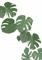 Monstera Aqua 02 Poster och Canvastavla
