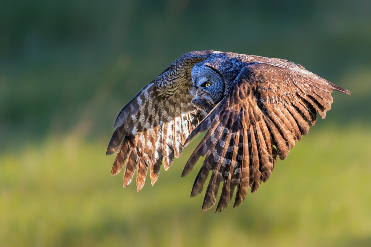 Great Grey Owl Poster och Canvastavla