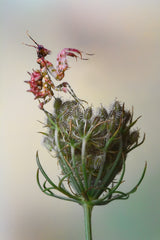 Flower Mantis Poster och Canvastavla