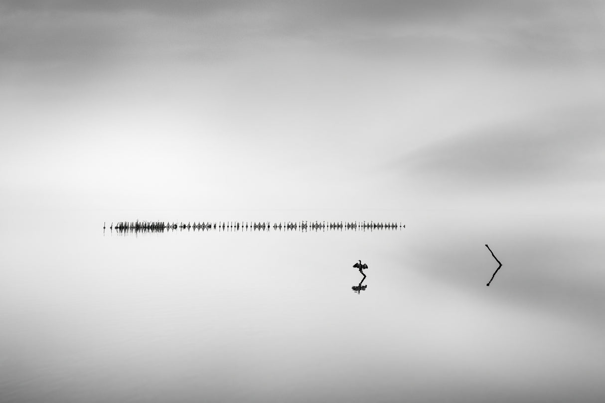 Cormorant in the Mist Poster och Canvastavla