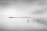 Cormorant in the Mist Poster och Canvastavla