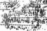 trees and fences Poster och Canvastavla