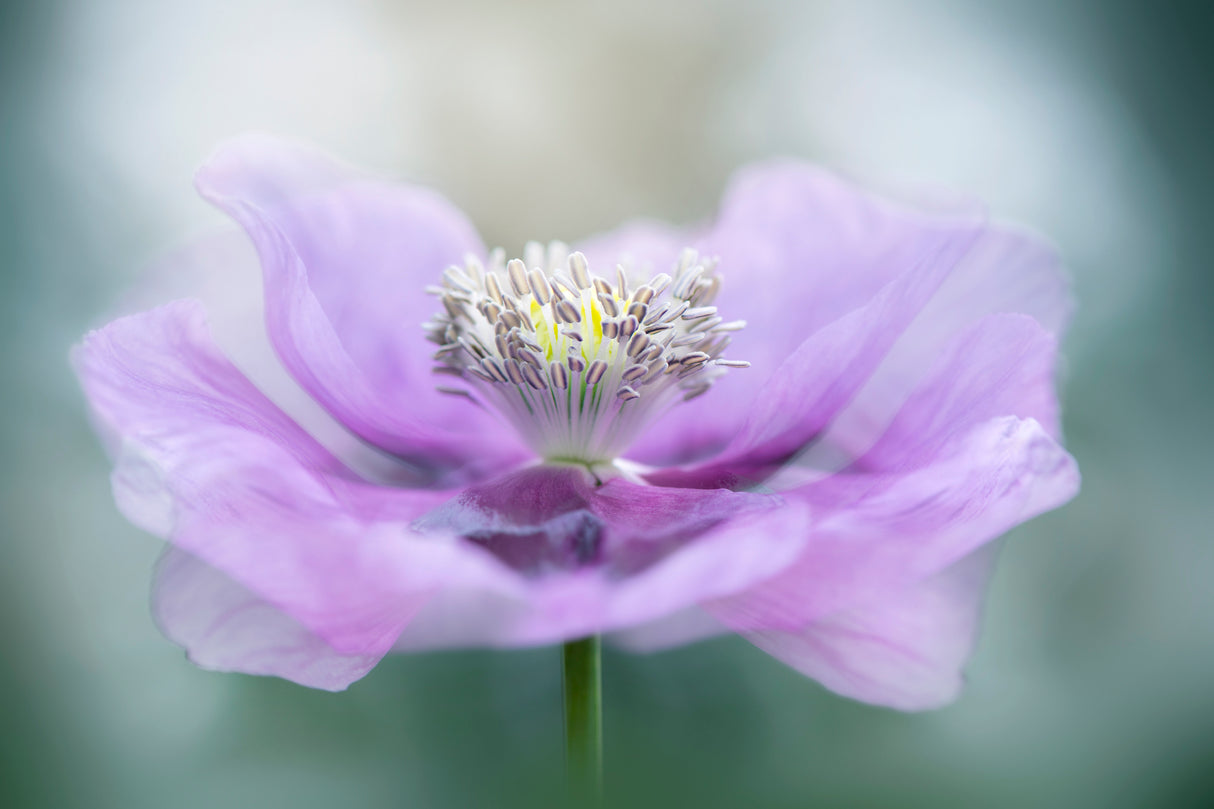 Papaver Poster och Canvastavla
