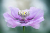 Papaver Poster och Canvastavla