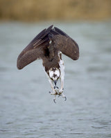 A Successful Dive Poster och Canvastavla