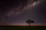 The Night of Maasai Mara Poster och Canvastavla