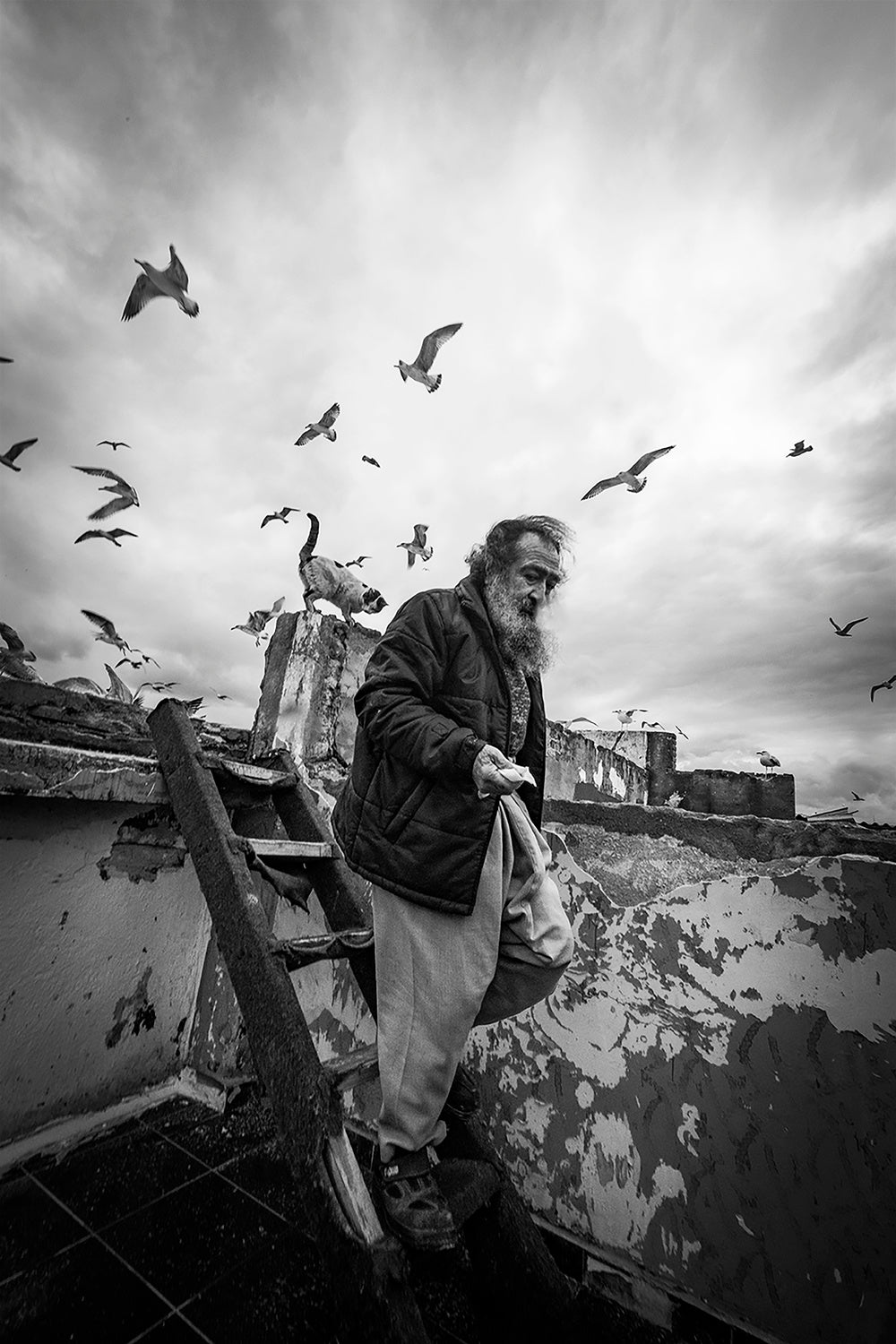 Man feeding seagulls Poster och Canvastavla