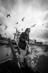 Man feeding seagulls Poster och Canvastavla