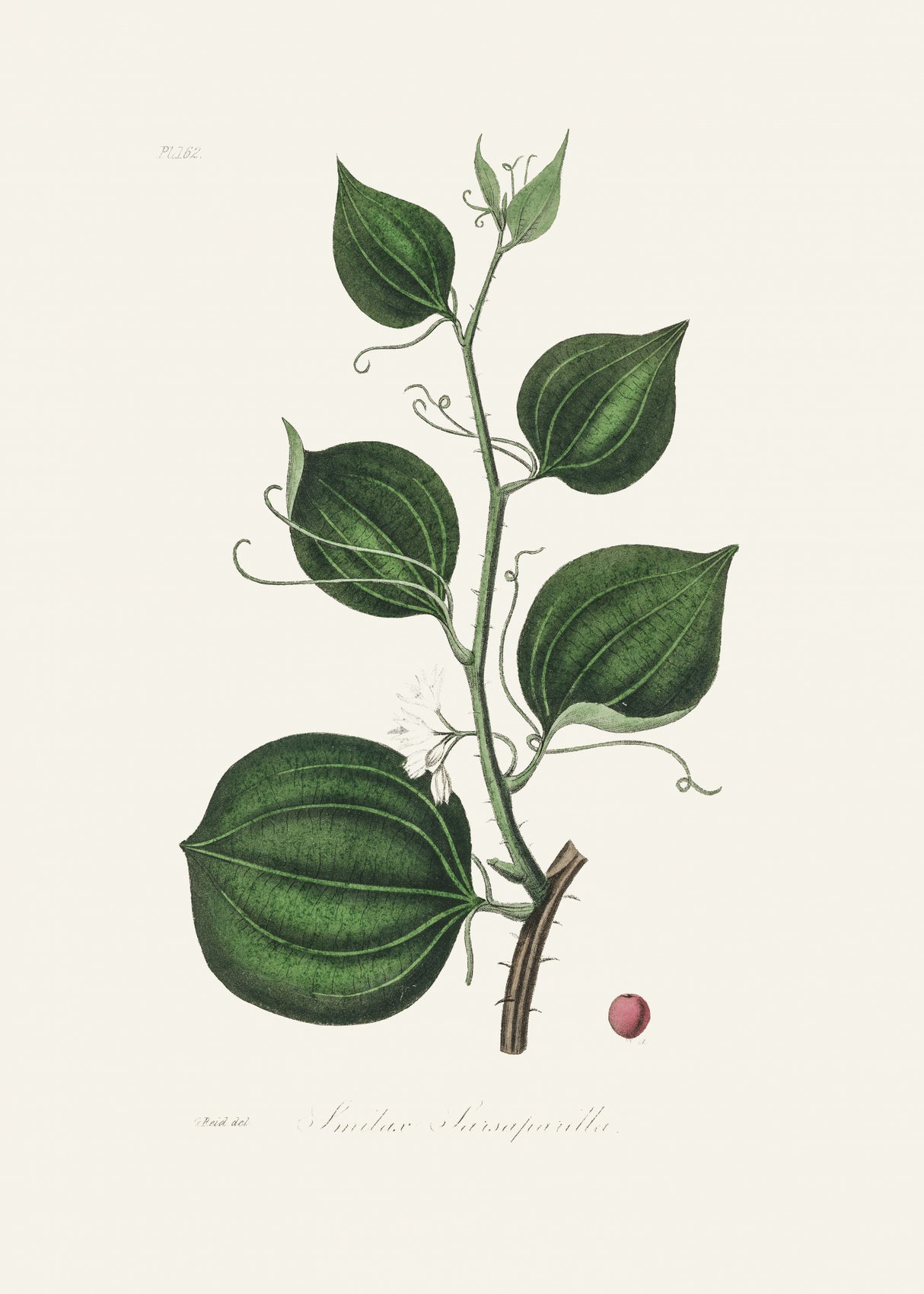 Lmilax Larsaparilla  Medical Botany Poster och Canvastavla