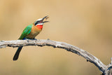 Bee eater, eating a bee Poster och Canvastavla
