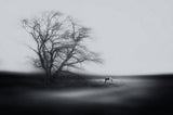 Wind-Tree-Horse Poster och Canvastavla