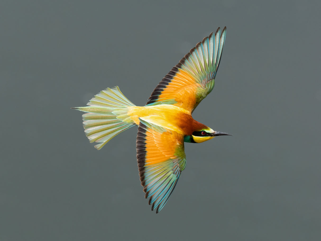 flying beauty II Poster och Canvastavla