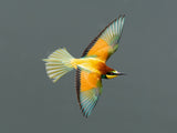 flying beauty II Poster och Canvastavla