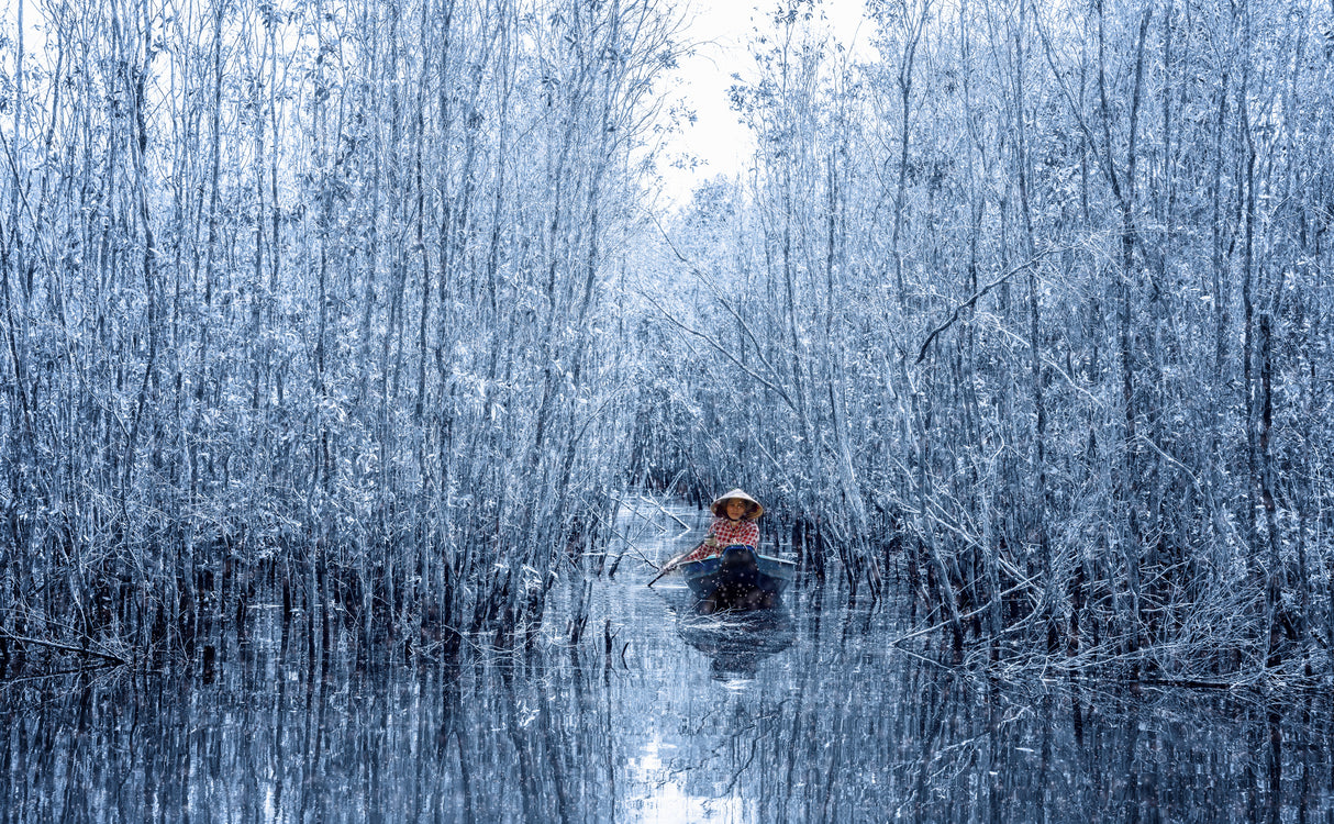 Melaleuca forest in winter Poster och Canvastavla