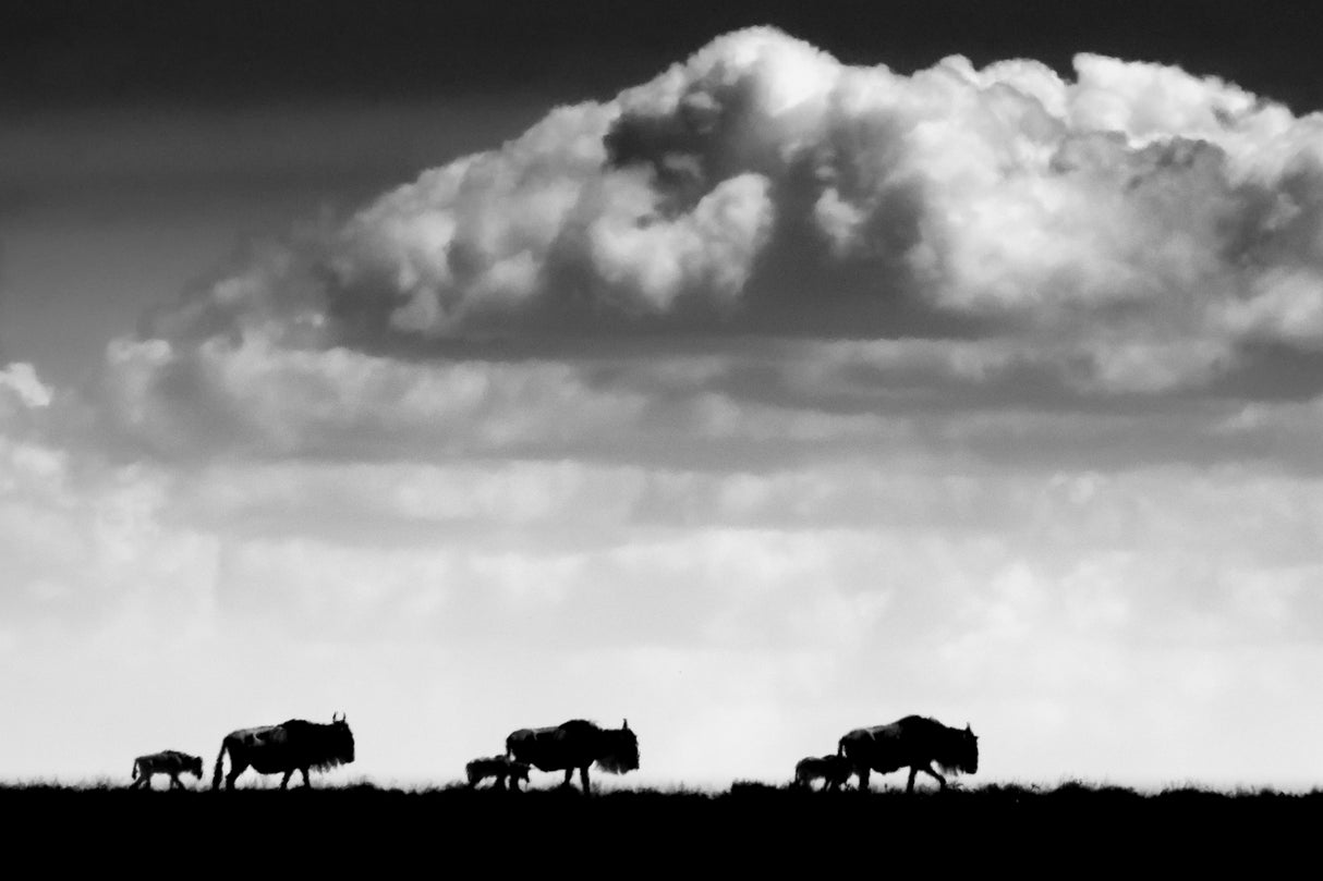 Migration Beginning Poster och Canvastavla
