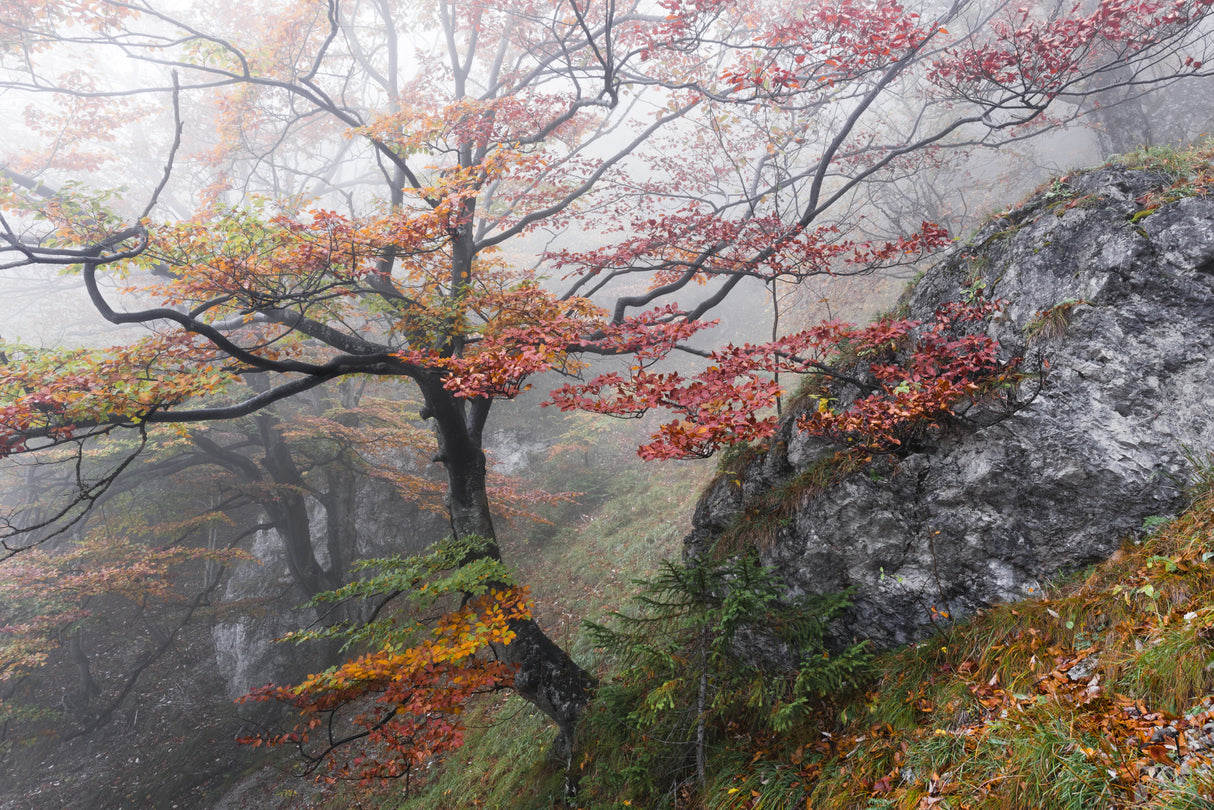 Foggy Woods Poster och Canvastavla