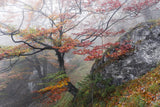 Foggy Woods Poster och Canvastavla