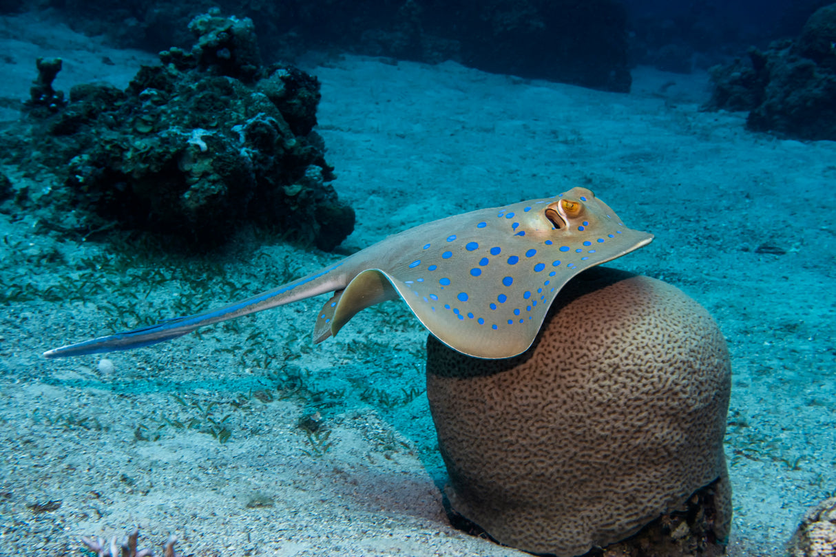 Bluespotted Ribbontail Ray Poster och Canvastavla