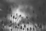 Thistle Finch Poster och Canvastavla
