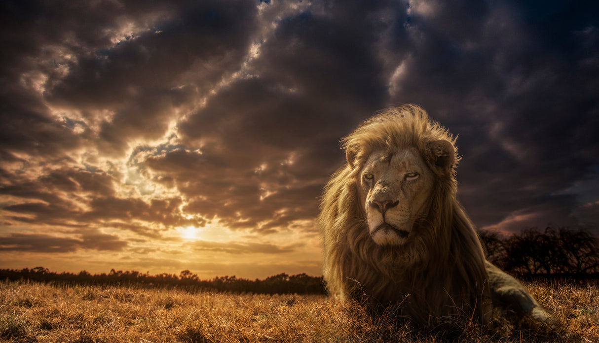 Adventures on Savannah - The Lion King Poster och Canvastavla