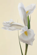 White Iris Flower Portrait Poster och Canvastavla