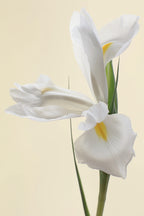 White Iris Flower Portrait Poster och Canvastavla